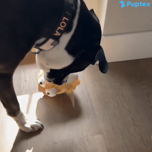 Crazy Chicken™ - Interactive Dog Toy